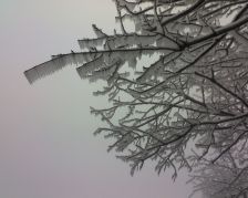 Icy fog at Allegheny Hawk Watch (photo by Kate)