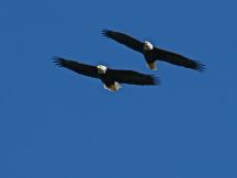 Bald eagle pair at Moraine (photo by Chuck Tague)