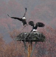 Bald eagle pair building nest at Moraine State Park (photo by Steve Gosser)