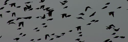 Brown-headed Cowbird flock (photo by Chuck Tague)