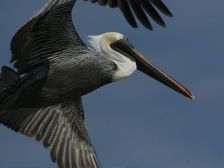 Brown Pelican (photo by Chuck Tague)