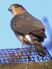 Coopers Hawk at backyard feeder (photo by William Parker)