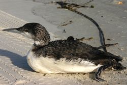 Common Loon on beach (photo by Chuck Tague)
