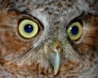 Eastern Screech-owl close up (photo by Chuck Tague)