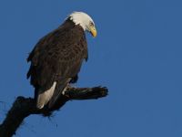 Bald Eagle (photo by Chuck Tague)