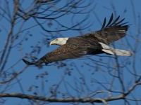 Bald eagle (photo by Chuck Tague)