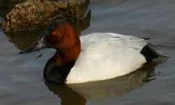 Canvasback (photo by Chuck Tague)
