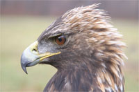 Golden Eagle (photo by Todd Katzner)