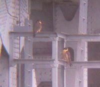 Peregrine Falcons at the Allegheny River (photo by Dan Yagusic)
