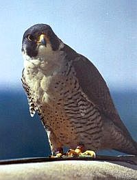 Erie, peregrine falcon, University of Pittsburgh (photo by Ed Malarkey, 2002)