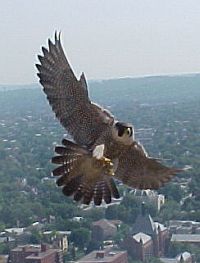 Dorothy, peregrine falcon, University of Pittsburgh (photo by Jack Rowley, 2004)