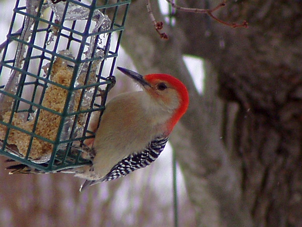 Red-bellied woodpecker at the feeder (photo by Marcy Cunkelman)