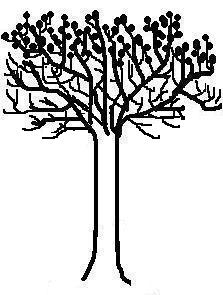 Crow tree (drawing by Kate StJ)