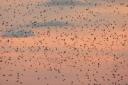 American Robin flock (photo by Tom Pawlesh)