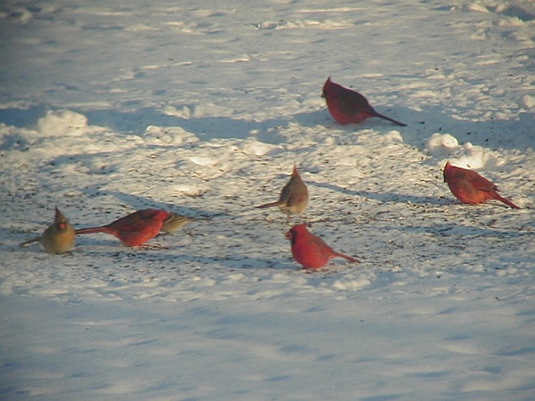 Northern cardinals feeding together in the snow (photo by Marcy Cunkelman)