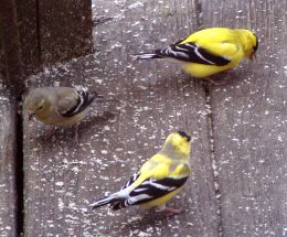 American goldfinches molting into breeding plumage (photo by Marcy Cunkelman)