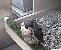Dorothy sleeps at the nest box, 3/6/08 (photo from Aviary webcam)