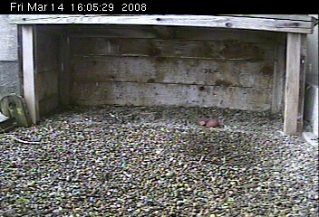 Two eggs at Gulf Tower peregrine nest, Pittsburgh