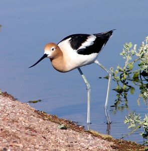 American Avocet, Henderson NV Bird Preserve (photo by Laurie Patterson)