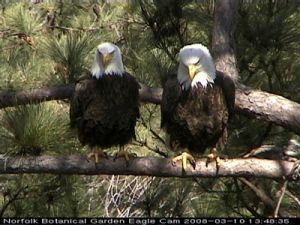 Bald Eagle pair from Norfolk Botanical Garden (click here to see the Eagle Cam)