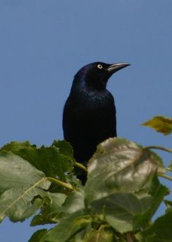 Common Grackle, male (photo by Chuck Tague)
