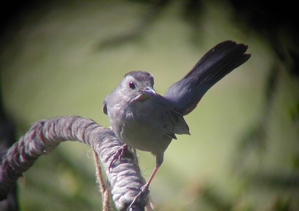 Gray catbird (photo by Marcy Cunkelman)