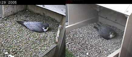 Erie vs E2 on nest, Peregrines at Univ of Pittsburgh