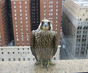 Juvenile peregrine Downtown Pittsburgh, summer 2007