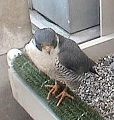 Who is he?  Male peregrine, nicknamed E2, at Univ of Pittsburgh