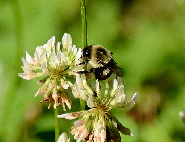 Bumblebee on white clover in the Wayne National Forest, Ohio (photo from Wikimedia Commons)