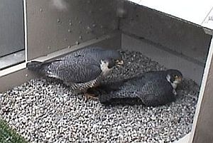Peregrine falcons, Dorothy and E2, at their nest at University of Pittsburgh, April 29, 2008