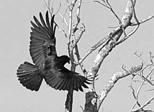 American Crow (photo by Chuck Tague)