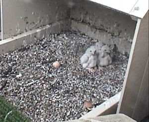 Peregrine Falcon chicks, 12 days old, University of Pittsburgh, May 12, 2008