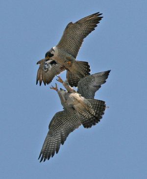 Adult Peregrine Falcons doing prey exchange (photo by Chad and Chris Saladin)