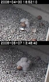 Comparison of peregrine nestlings on hatch day and one week later, University of Pittsburgh nest