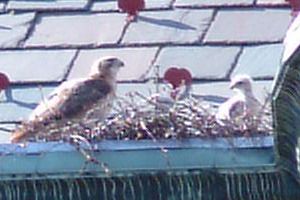 Red-tailed hawks, mother and nestling (photo by Kate St. John)