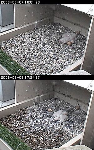 Dorothy gives up on housekeeping.  Peregrine falcon nest, University of Pittsburgh, May 8, 2008