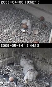 Peregrine falcons chicks at hatching and at 3 weeks old, University of Pittsburgh, 2008