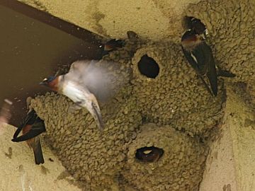 Cliff Swallows building their nests (photo by Chuck Tague)