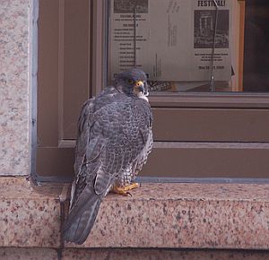 Peregrine falcon - probably Tasha - at the Oliver Building (photo by Heather Jacoby)