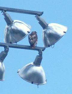 Mother Red-tailed Hawk looking for prey from a sneaky location (photo by Kate St. John)