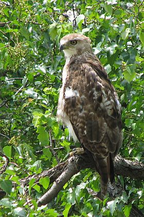 Juvenile Red-tailed Hawk at Duquesne University (photo by Jamey Stewart)