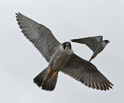 Peregrine falcons fly near their nest in Youngstown, Ohio (photo by Chad & Chris Saladin)