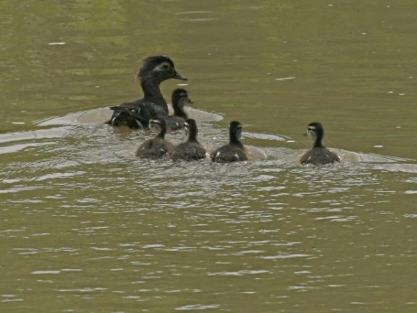Wood duck mother and babies (photo by Chuck Tague)