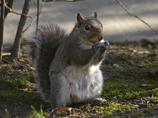 Gray squirrel (photo by Chuck Tague)