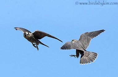 Juvenile peregrines at play (photo by Kim Steininger)