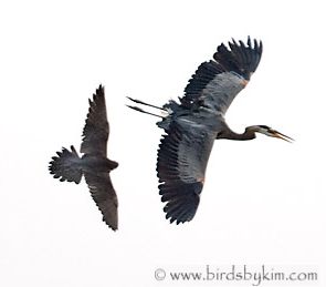 Peregrine attacks Great-Blue Heron, Wilminton, DE (photo by Kim Steininger)