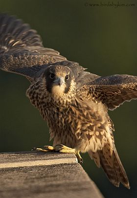 Peregrine falcon fledgling (photo by Kim Steininger)