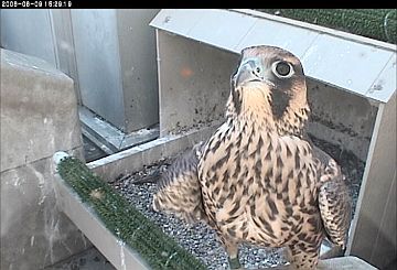 Juvenile Peregrine Falcon at University of Pittsburgh nest