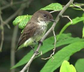 Eastern Phoebe fledgling (photo by Chuck Tague)